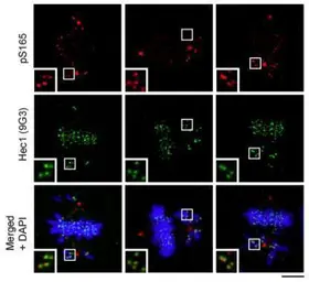 Anti-Hec1 (phospho Ser 165) antibody used in Immunocytochemistry/ Immunofluorescence (ICC/IF). GTX70013